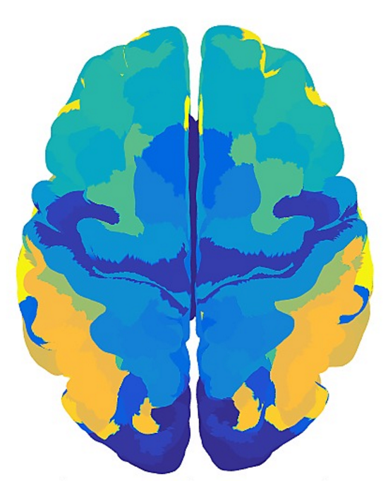 Cortical Atlas Parcellations (MNI-Space) – Lead-DBS