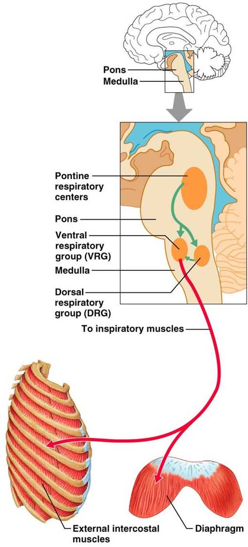 CH22 ANS Control of Breathing