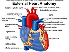 Heart diagram, Clip art and Anatomical heart