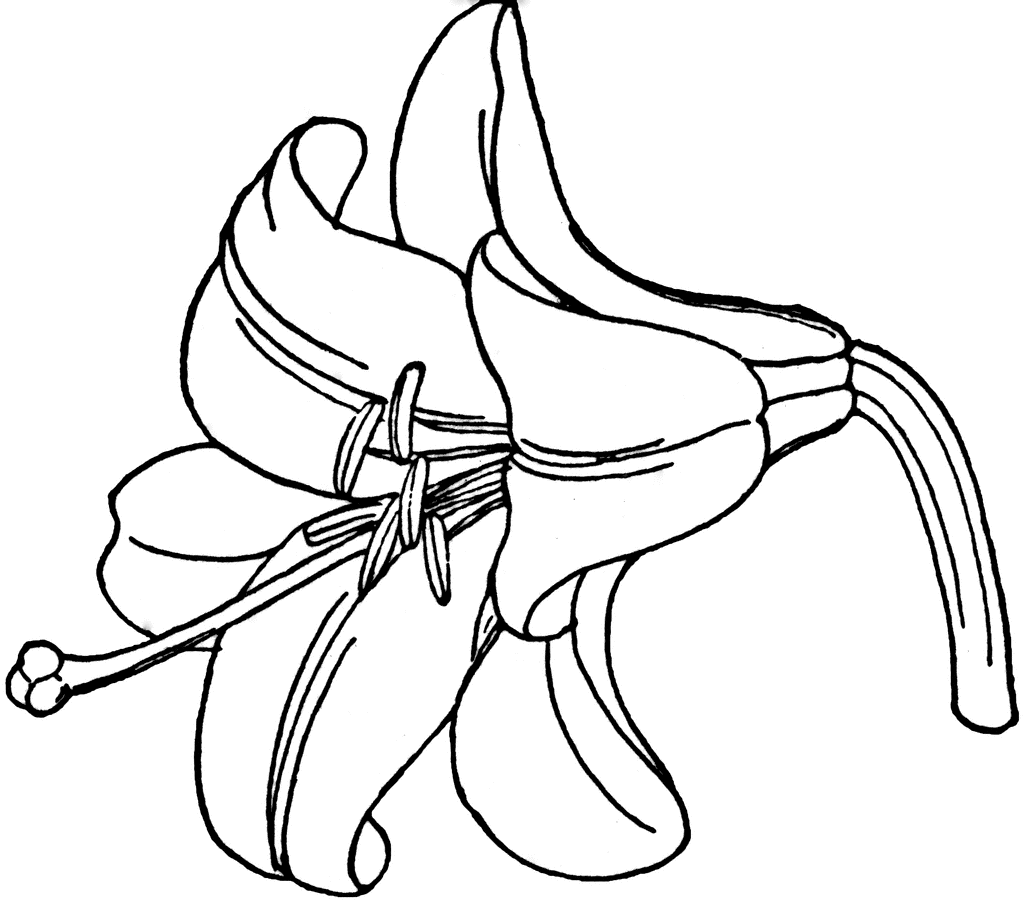 Lily Flower Clipart