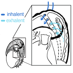 ABALONE: WATER FLOW FOR GAS EXCHANGE