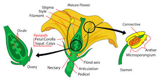 PARTS OF FLOWER :: PARTS OF PLANT :: KINDERGARTEN WORKSHEET GUIDE ...