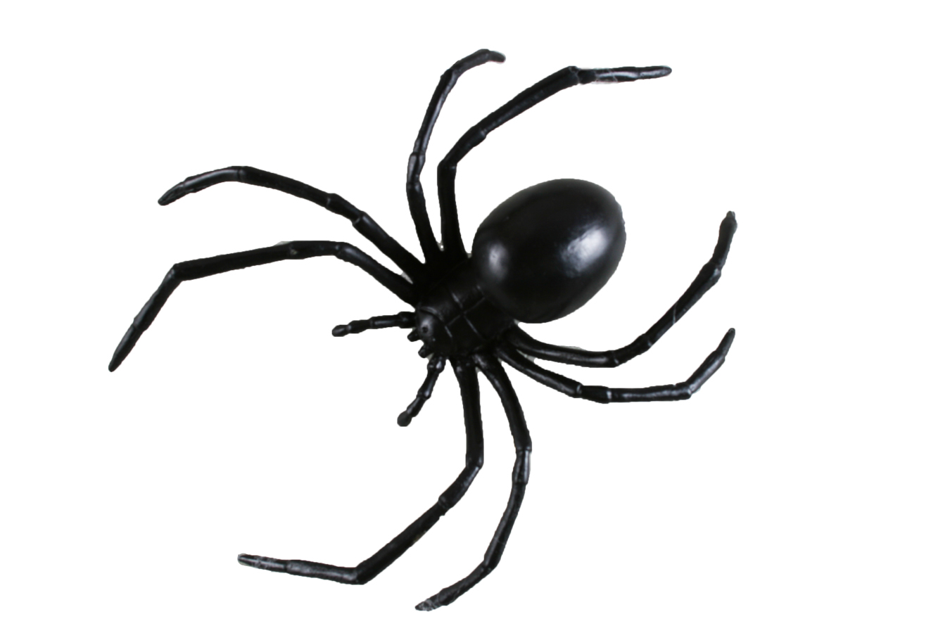 BLACK WIDOW SPIDER 6inch - Props - Costume