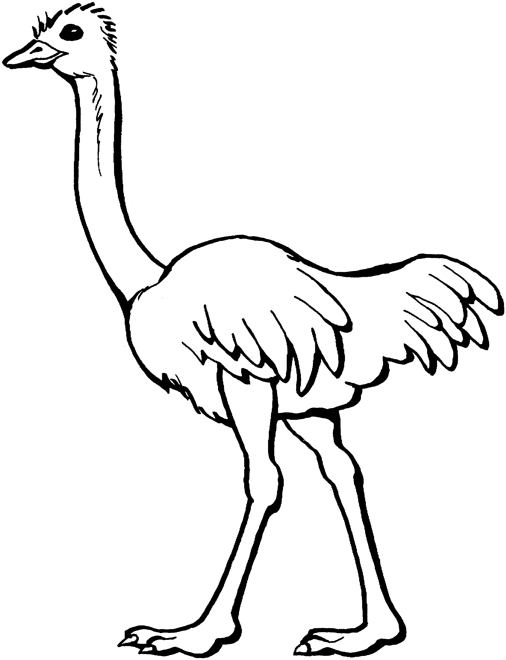 Ostrich Coloring Page - Free Clipart Images