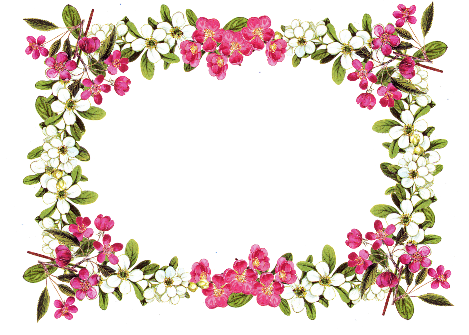 Png Flower Border ClipArt Best