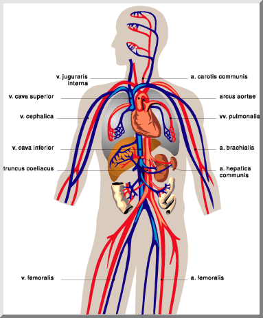 Circulatory System Images For Kids