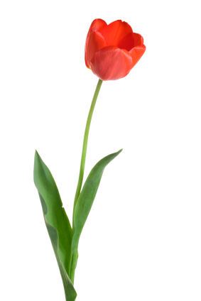 Growing: Tulips