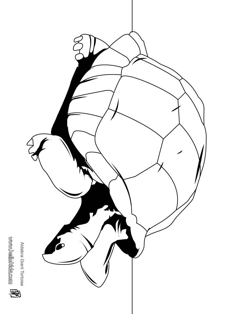 Tortoise : Coloring pages, Videos for kids, Drawing for Kids ...