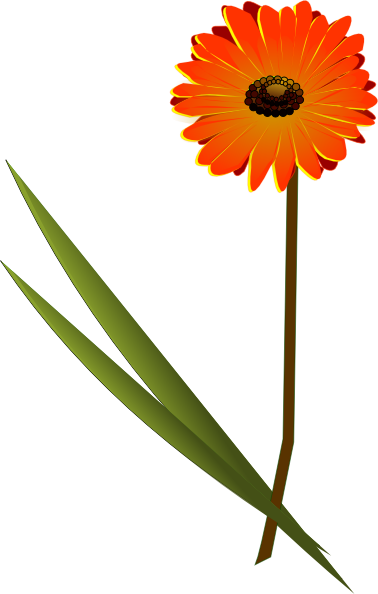 Gerber Daisy Drawing | Free Download Clip Art | Free Clip Art | on ...