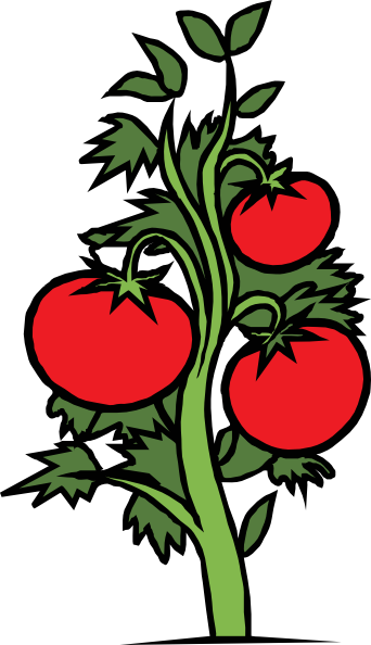 Tomato vine clipart