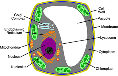 Plant Cell Organelles - Cell Structure- Organelles