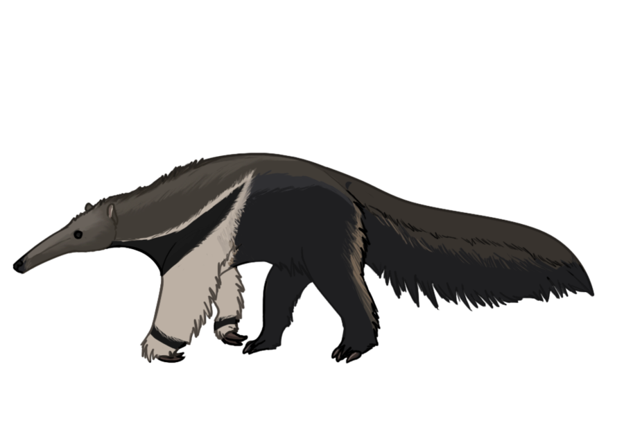 Giant anteater by DesertDruid on DeviantArt