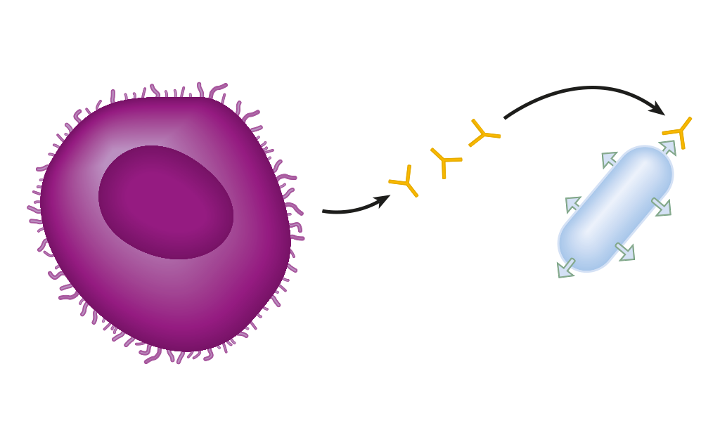 Microbes and the human body – Antibody–antigen complex