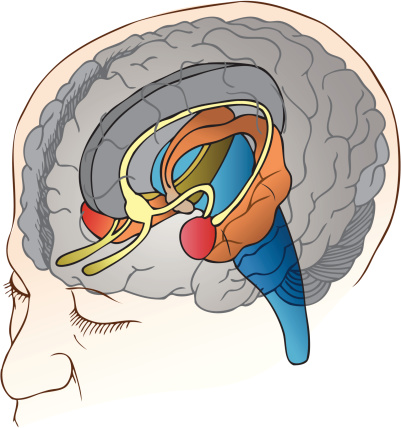 Amygdala Clip Art, Vector Images & Illustrations