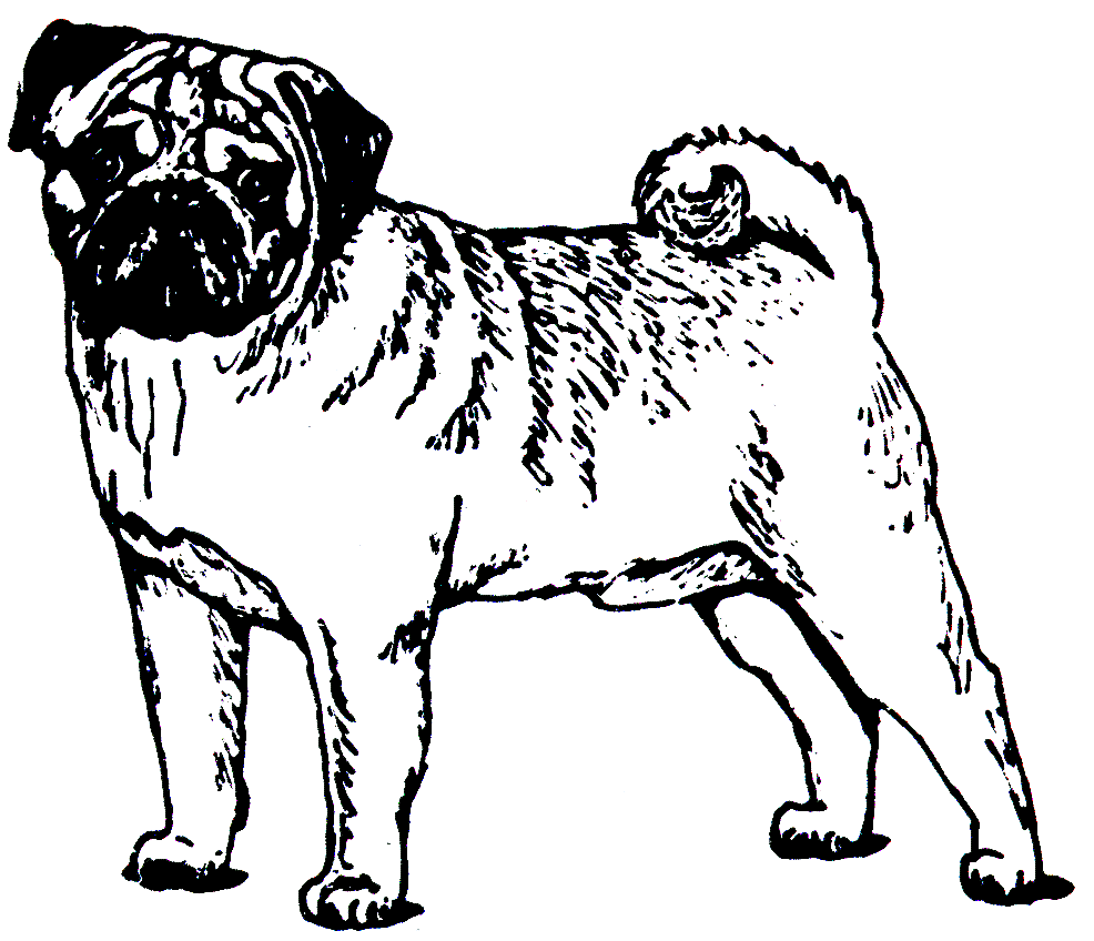 Pug Coloring Sheets