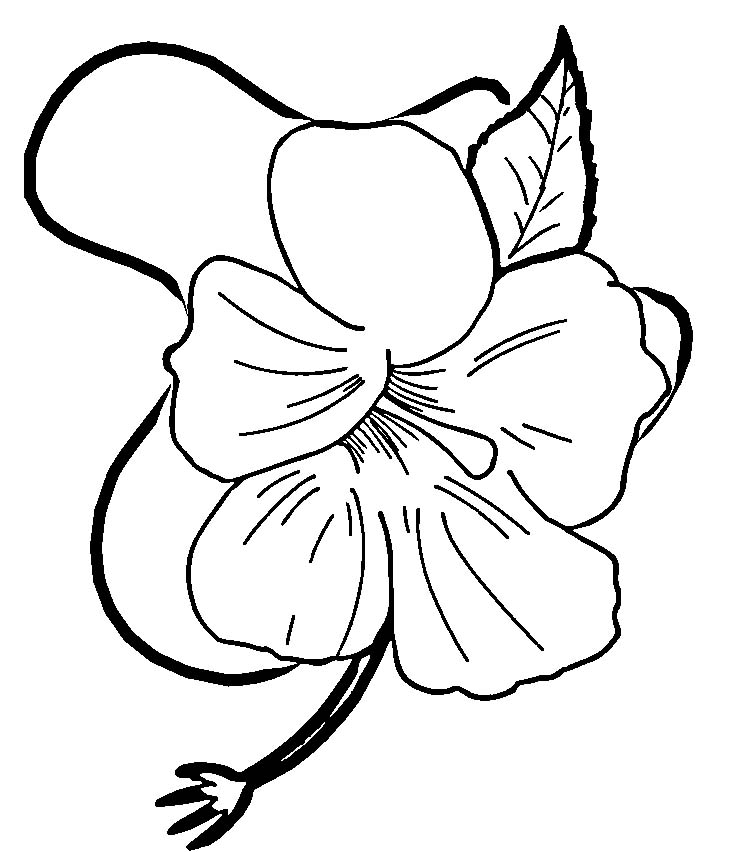 free hibiscus flower coloring pages
