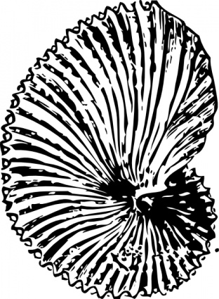 Argonaut Shell clip art - Download free Other vectors