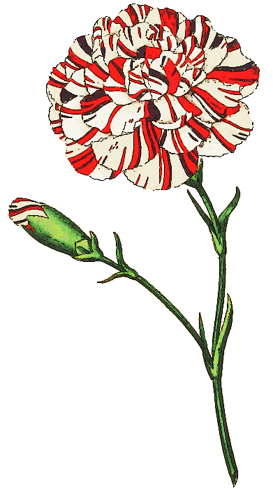 Free Carnation Clipart - Public Domain Flower clip art, images and ...
