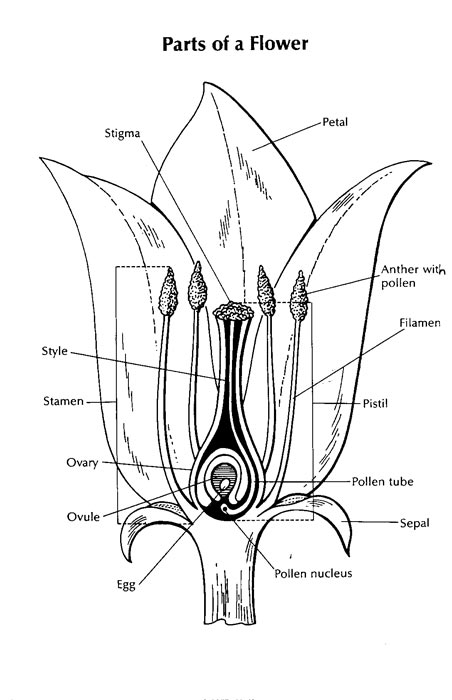 Plant Pollination | Free Lesson Plans | Teachers | Digital ...