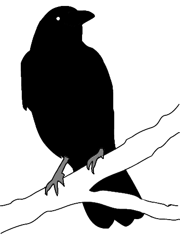 Crow Drawing Image