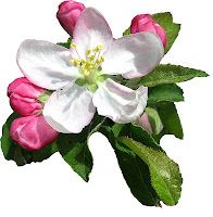 Apple blossoms, Vintage and Drawings