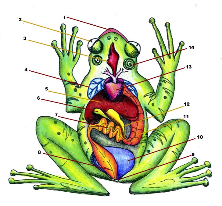 Heart Diagram Unlabeled