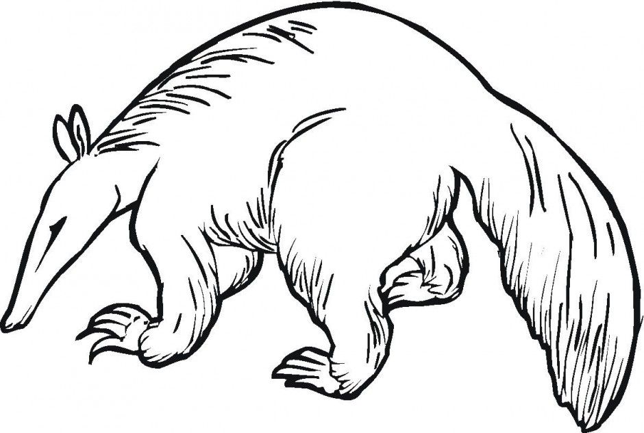 Picture Of An Ant Eater - AZ Coloring Pages