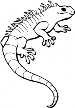 Iguana Cartoon
