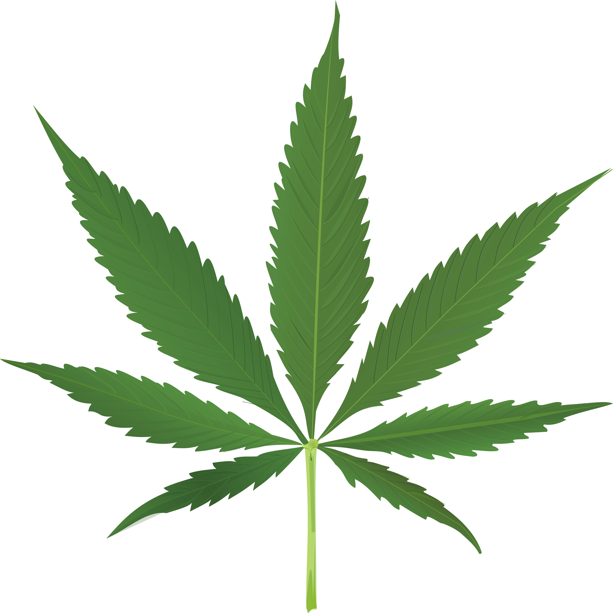 Pin Marijuana Leaves