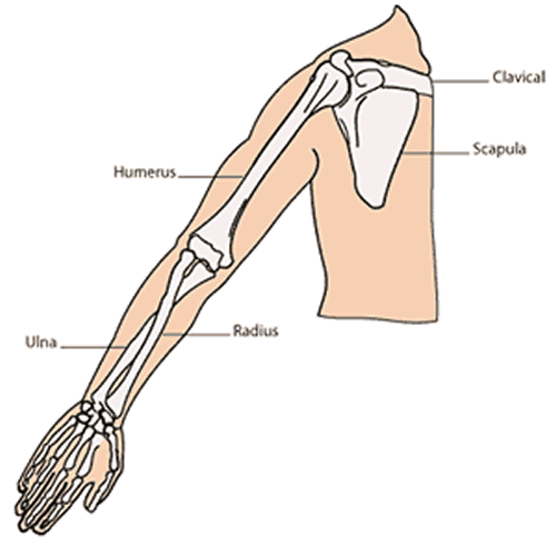 Shoulder, Arm and Elbow Problems|| Information for Patients about ...