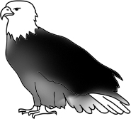 Bald Eagle Drawings