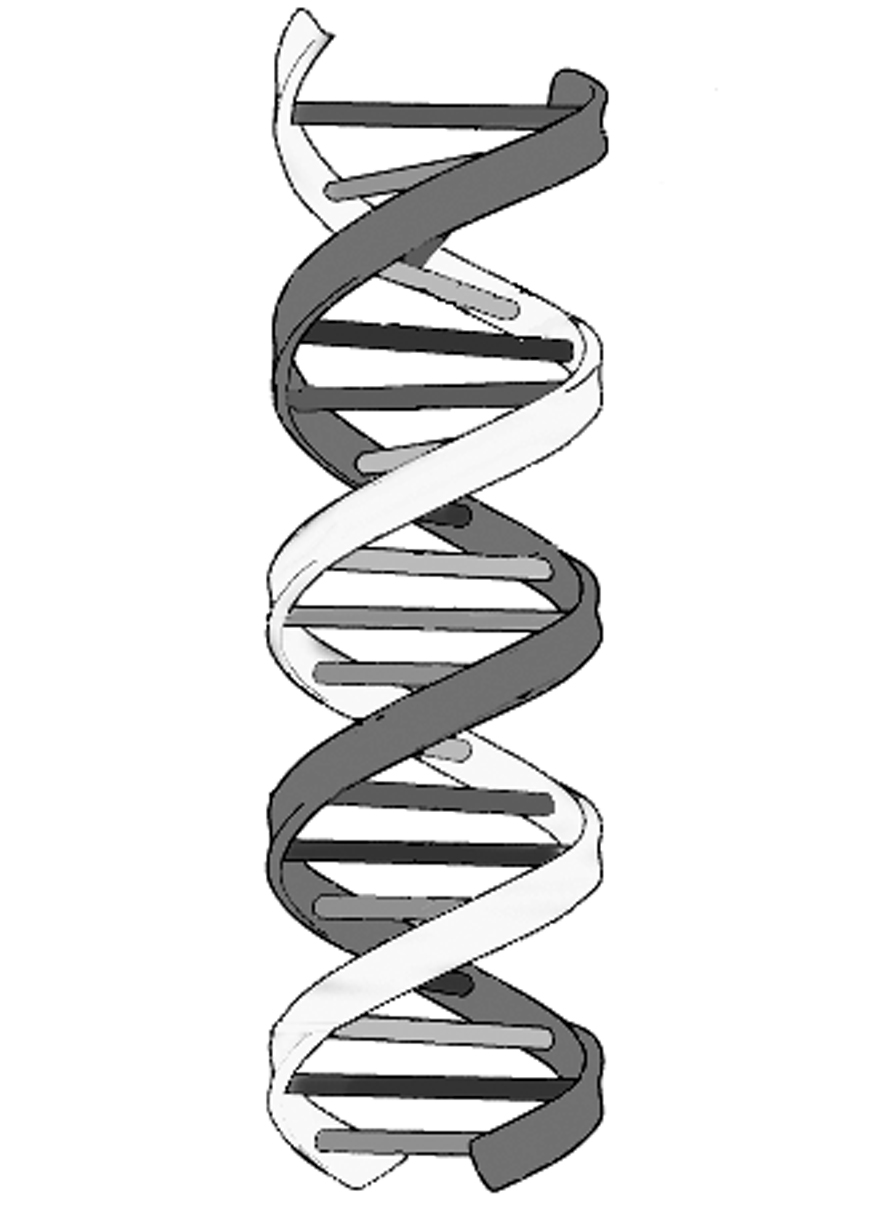 Double Helix | Free Download Clip Art | Free Clip Art | on Clipart ...