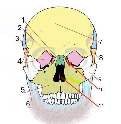 medeanat2 - Anatomy Archived