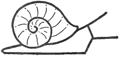 How to Draw Snails with Simple Step by Step Drawing Instructions ...