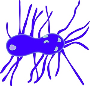 Bacteria Clipart - ClipArt Best