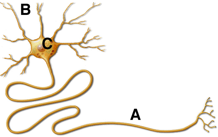 The Cellular Scale: January 2012