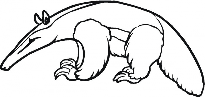 Anteater Clipart - Tumundografico