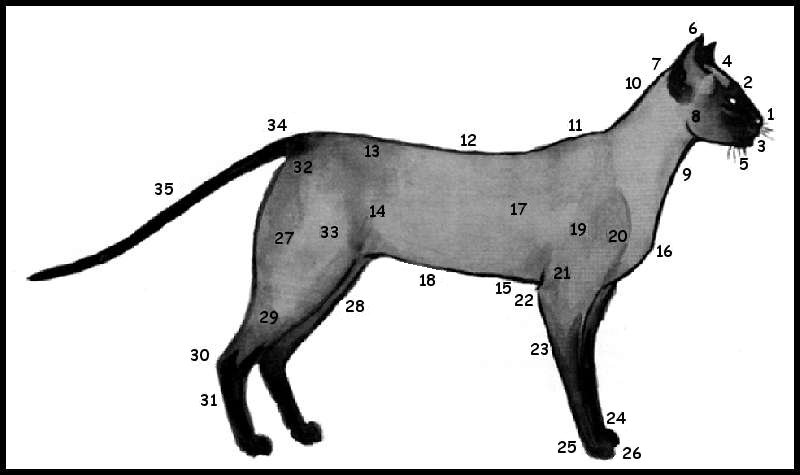 The Siamese Standard