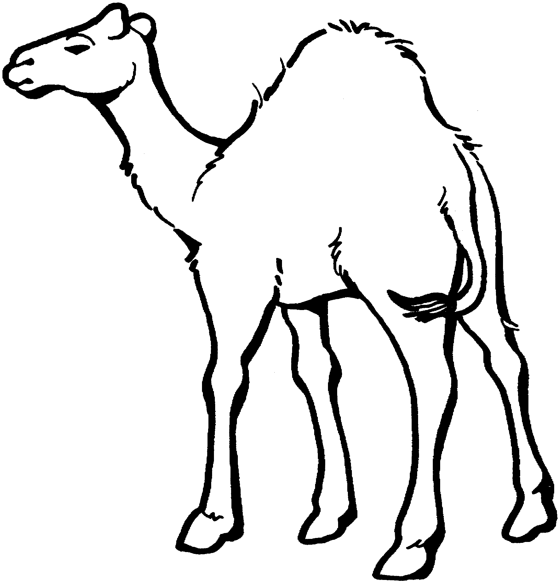 Camel images clip art