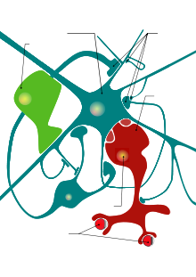 Neuron glial cells diagram fr.svg