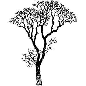 Black Apple Outline Tree Branches Roots White Cartoon Out Free ...