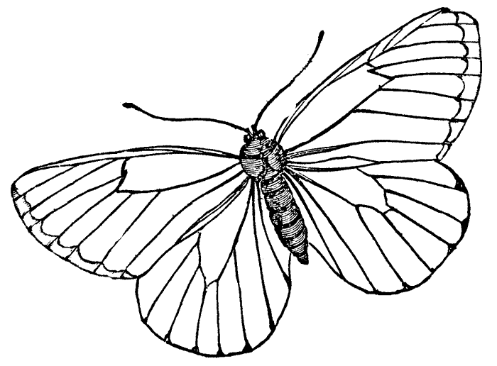 Butterfly Coloring Pages