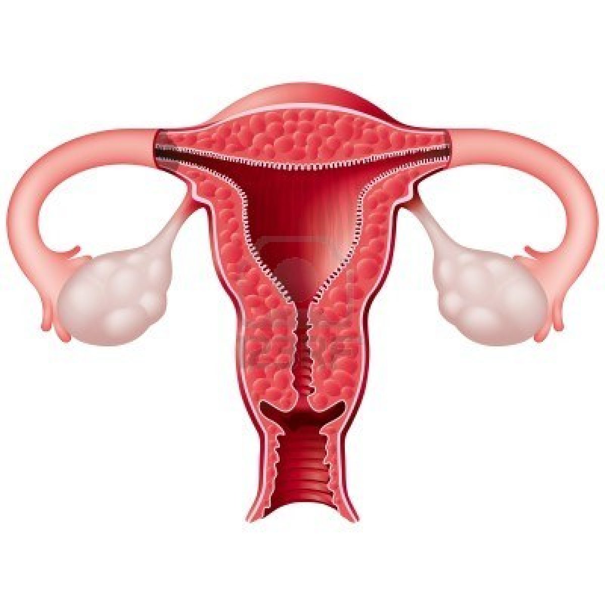 Cervix: The cervix is the lower, narrow portion of the ut ...