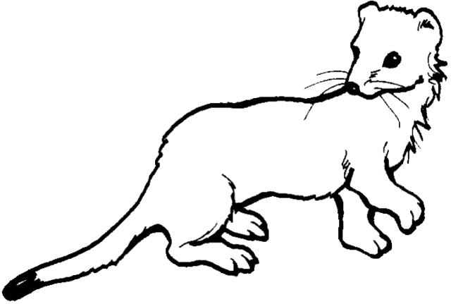 Weasel Clipart - Free Clipart Images