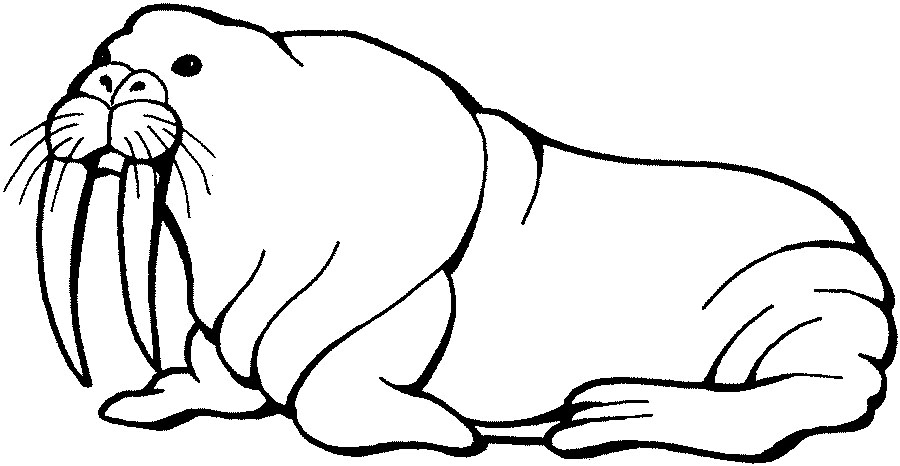 Walrus Clip Art - Free Clipart Images