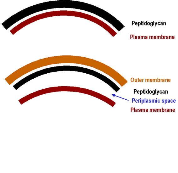 Cell envelope