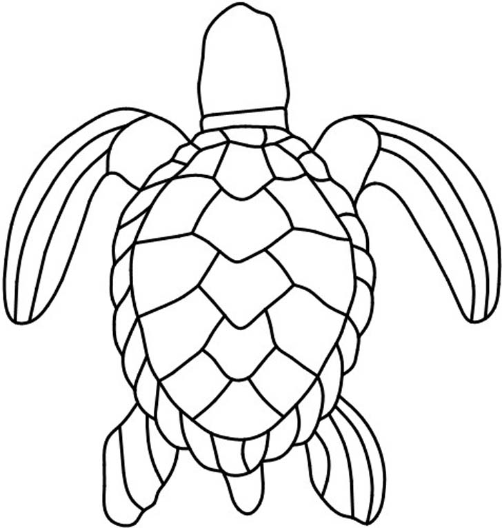 turtle shell drawing