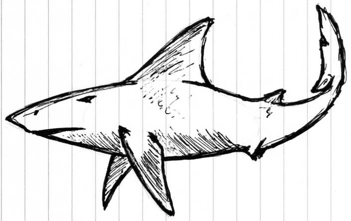 Great White Shark Drawing - ClipArt Best