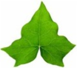 Ivy Leaf | Free Images - vector clip art online ...