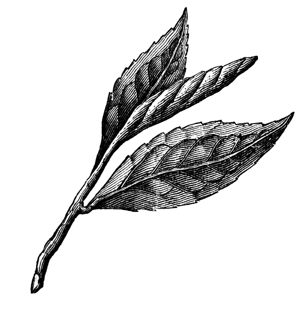 Tea Leaf.gif - ClipArt Best